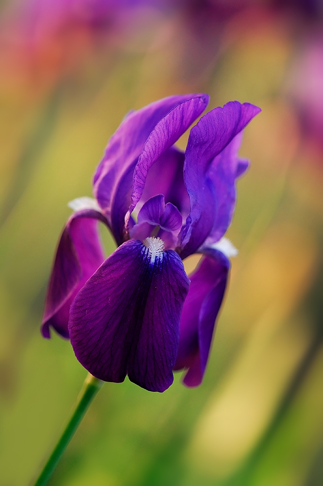 Iris Pseudopumila