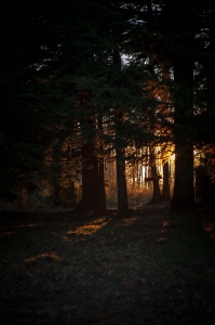 tramonto nel bosco