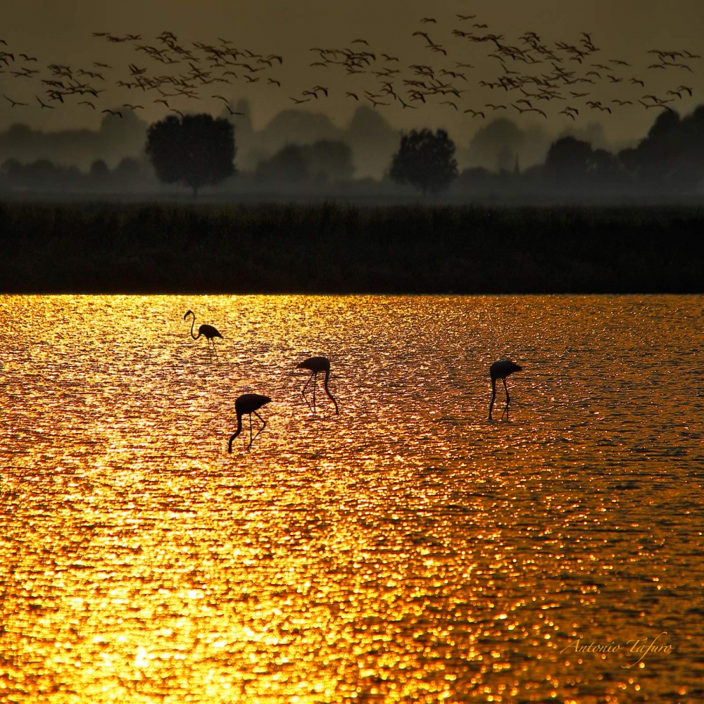 flamingos at sunset golden