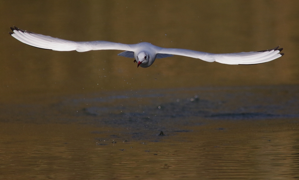Volo Volo