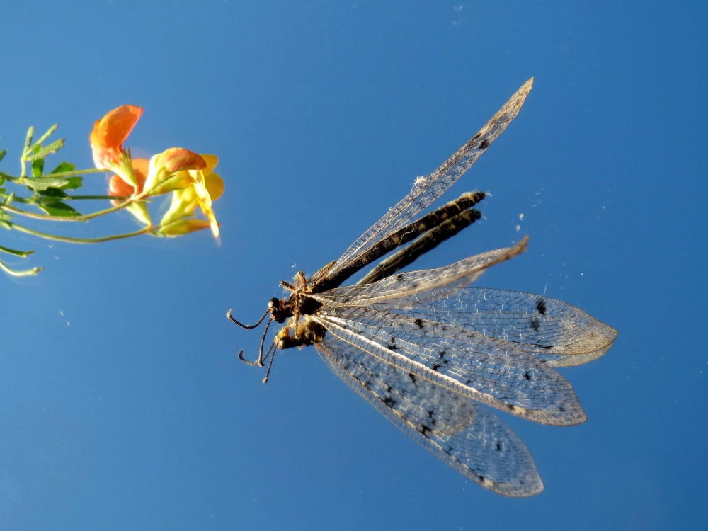La libellula e il fiore