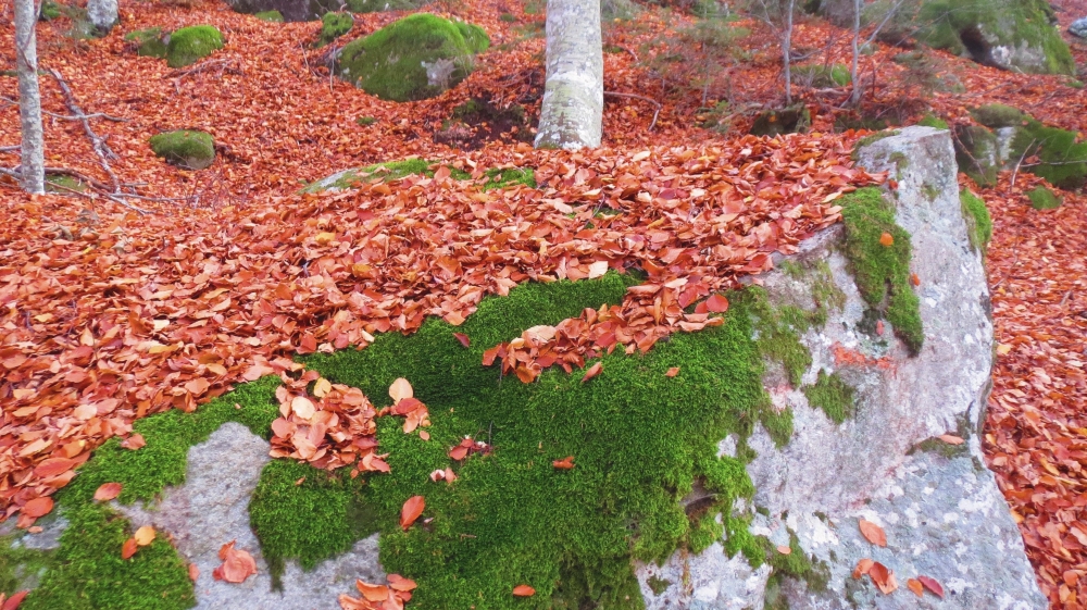 Verde muschio d'autunno