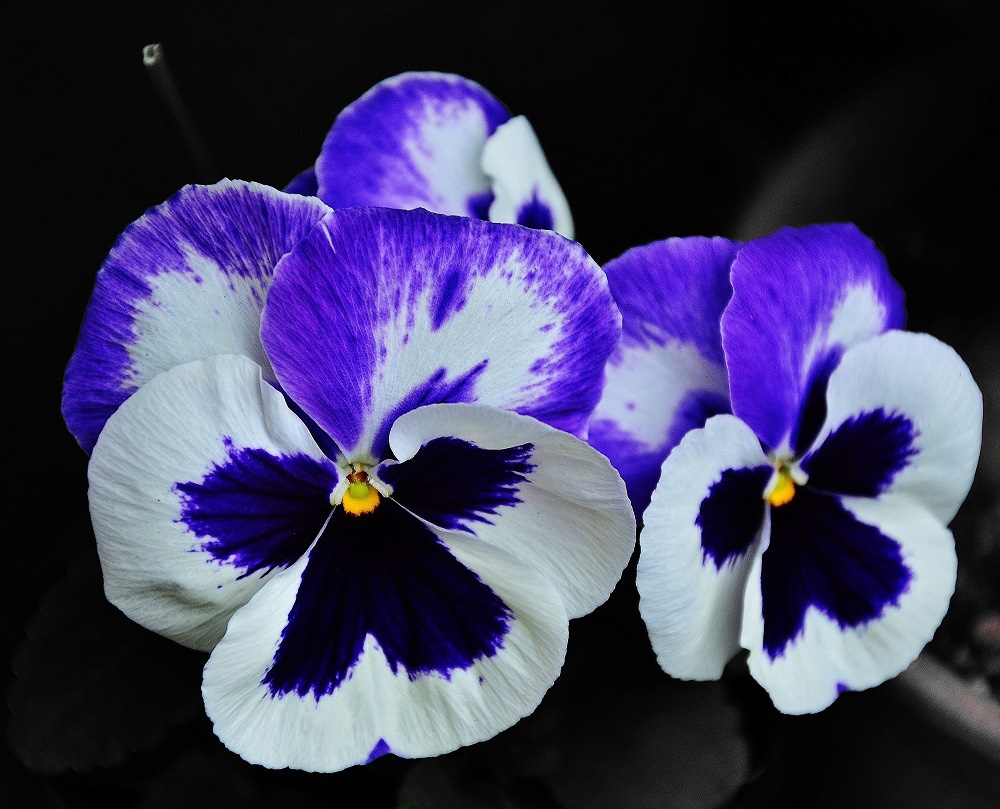Viola ibrida