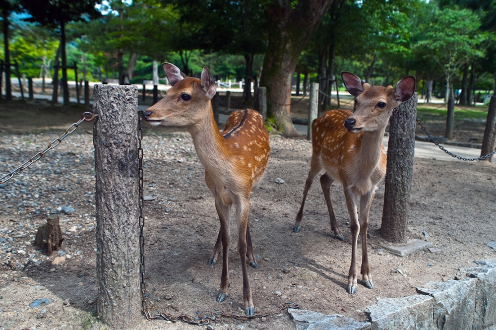 Due A Nara 