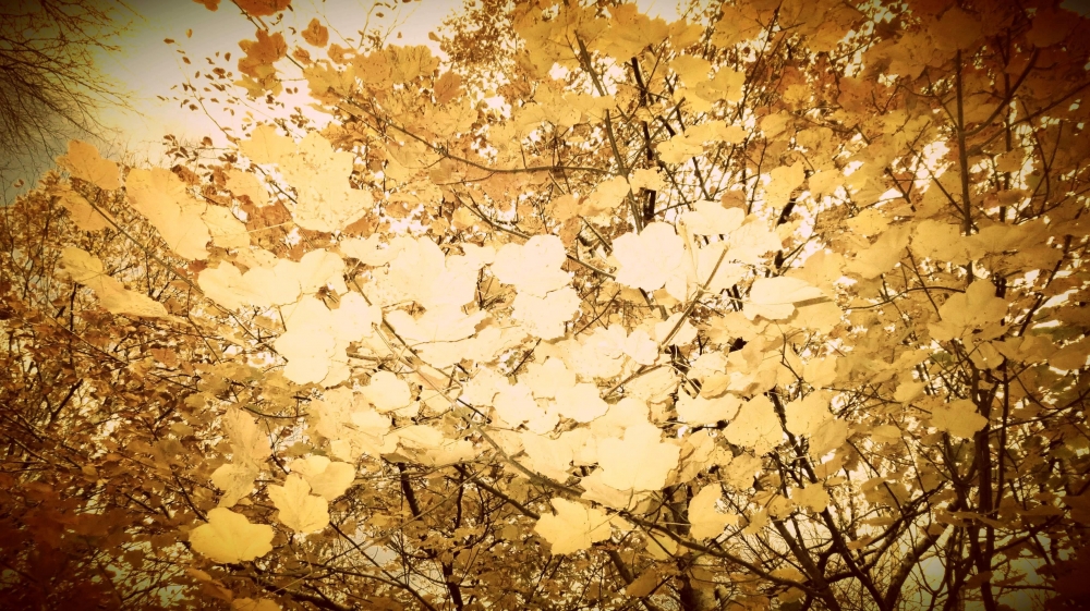 L'autunno è ritornato, lo dicono le foglie