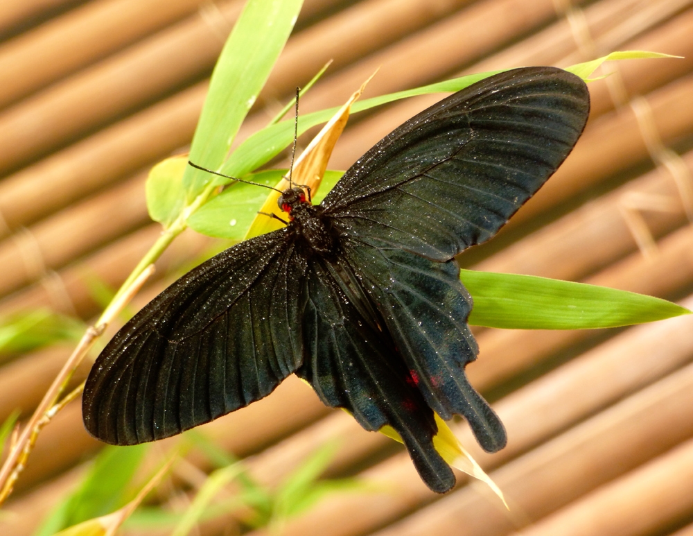Una splendida farfalla nera