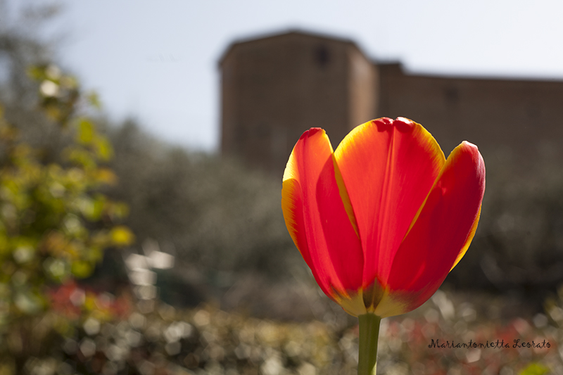 io sto a casa..e fotografo i tulipani..