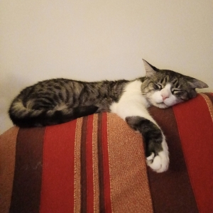 Tom sul divano
