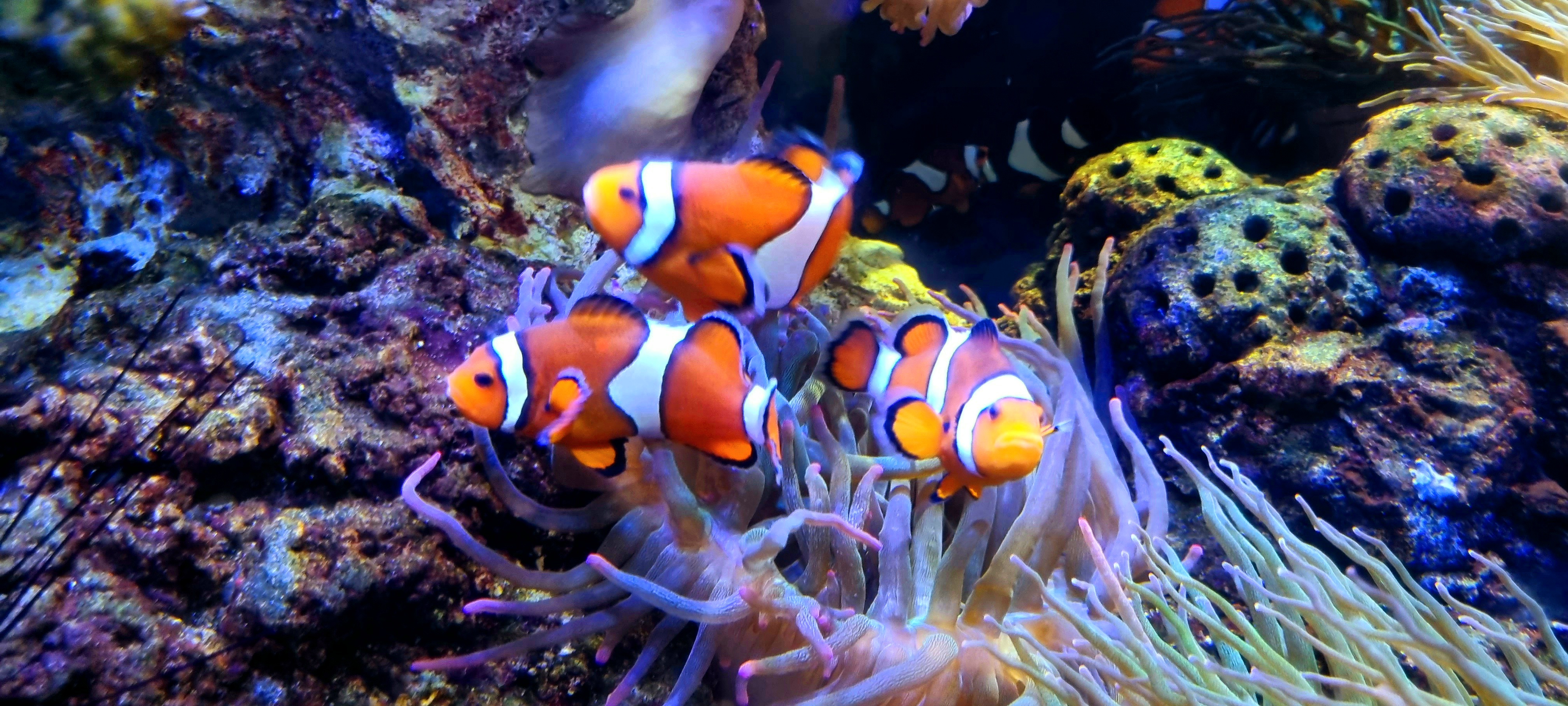 ALLA RICERCA DI NEMO... ALLA RICERCA DI NEMO...
