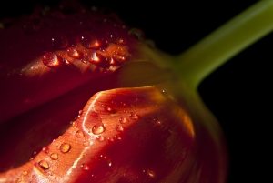 particolare di tulipano
