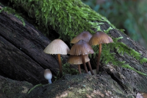 Una bella famiglia di funghi del genere Mycena, nata su un tronco di castagno in decomposizione.