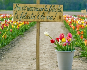 tulipaSi presso Fiorelilla - Cameri (NO)