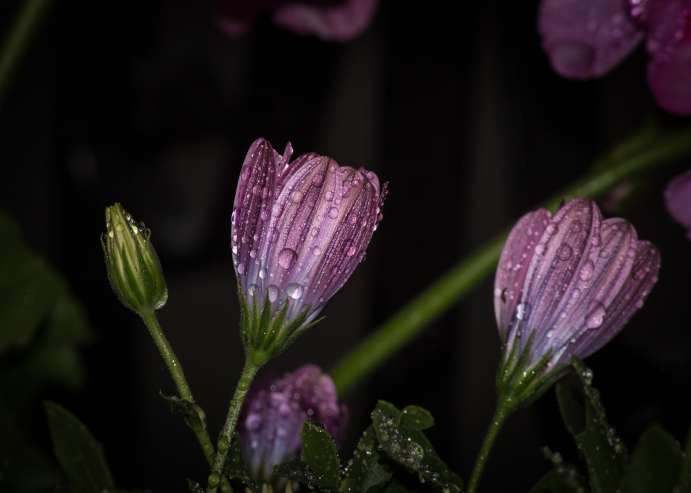 margherite viola