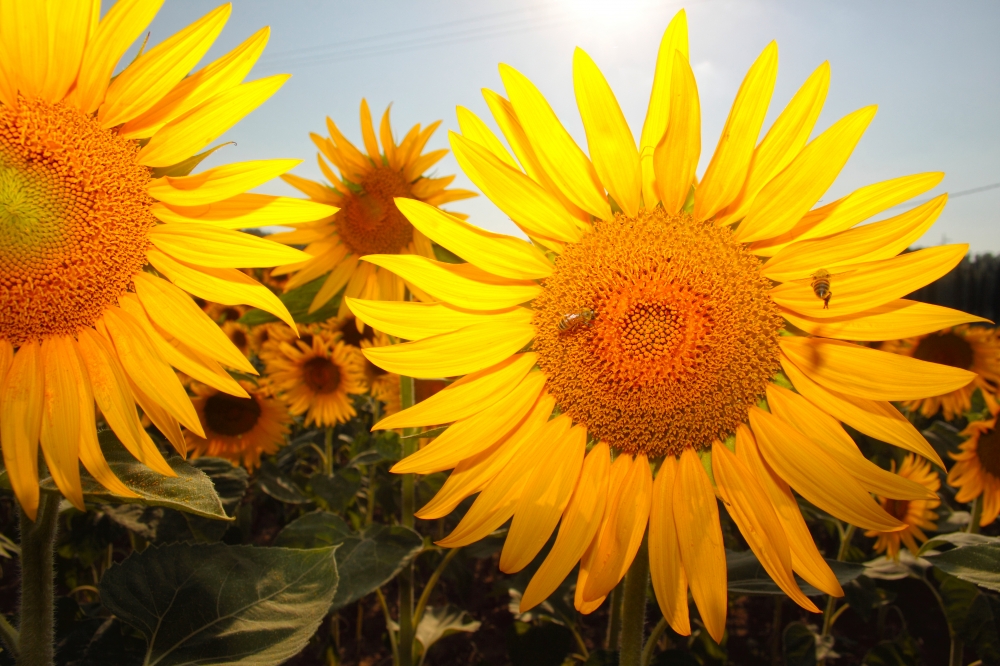 Girasoli Girasoli