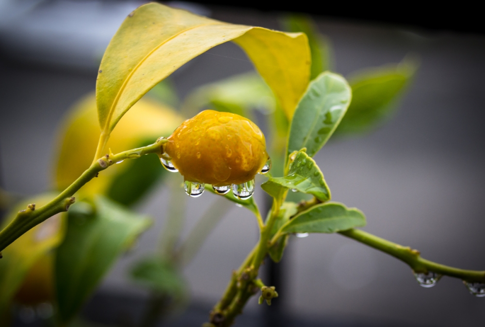 Piccolo arancio...