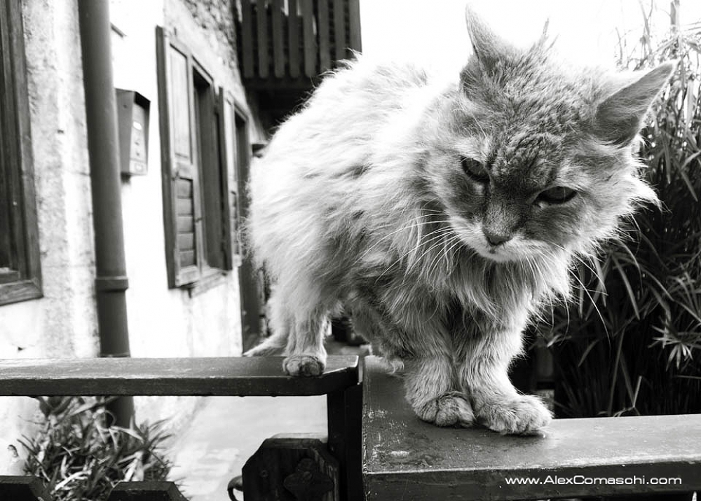 Miao Miao