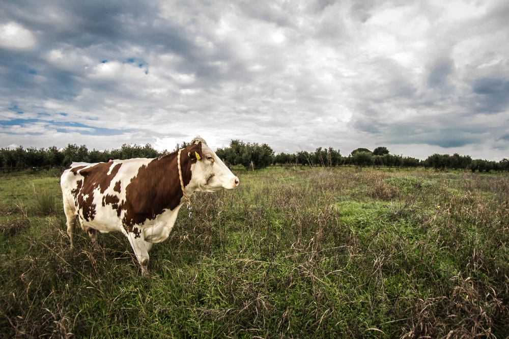 Atom heart mother...