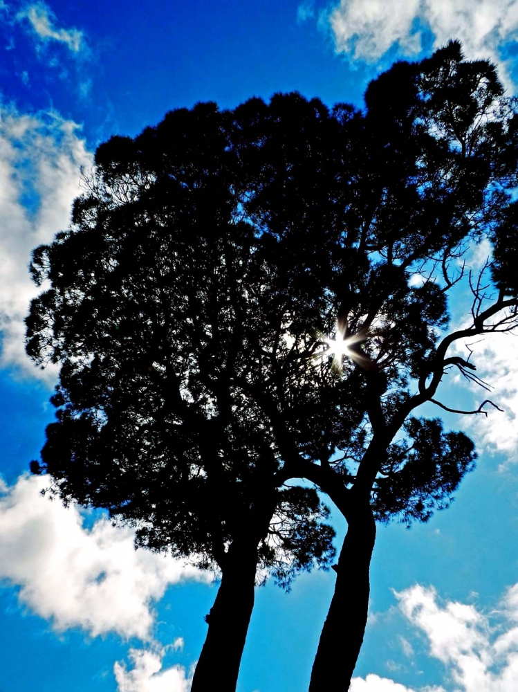 Silhouette Silhouette