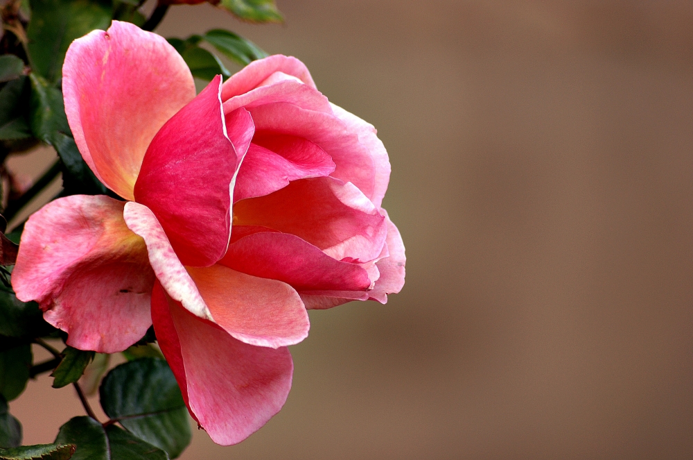 Rosa Rosa