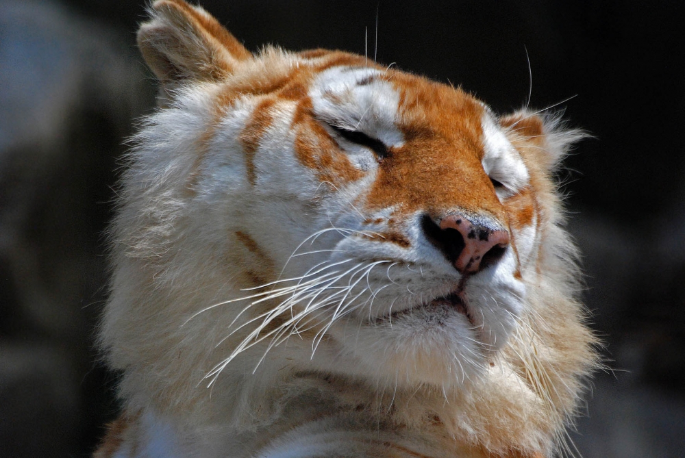 Tigre o gatto? Tigre o gatto?