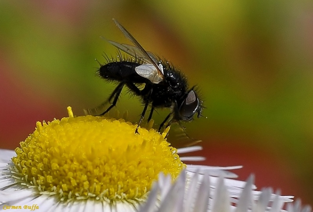 Una semplice mosca Una semplice mosca