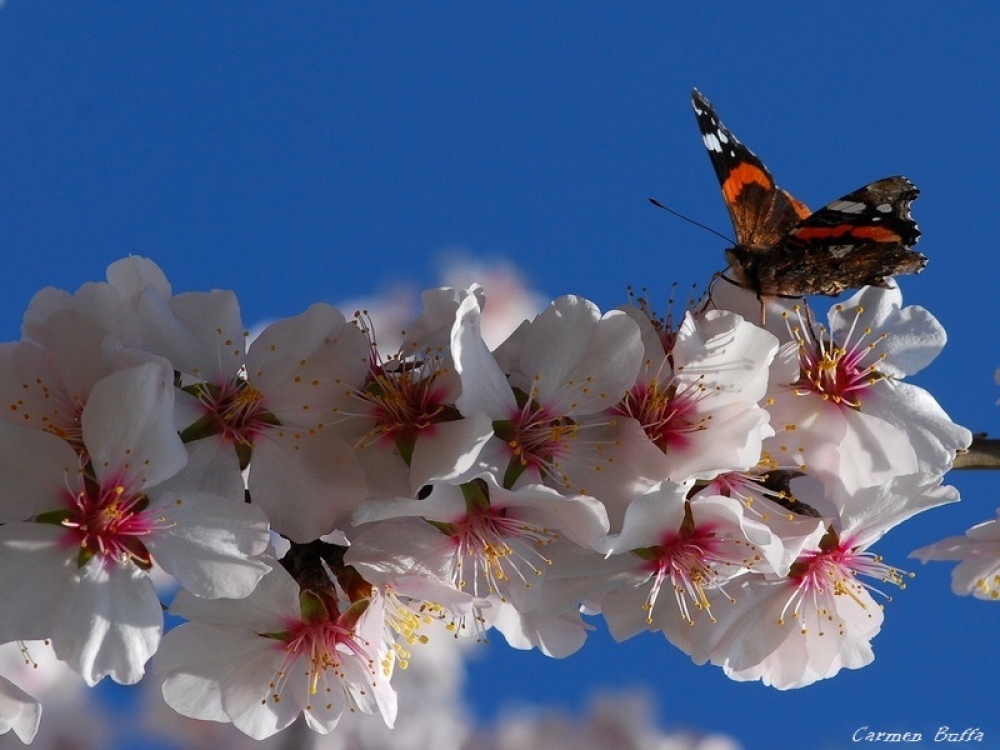 Primavera