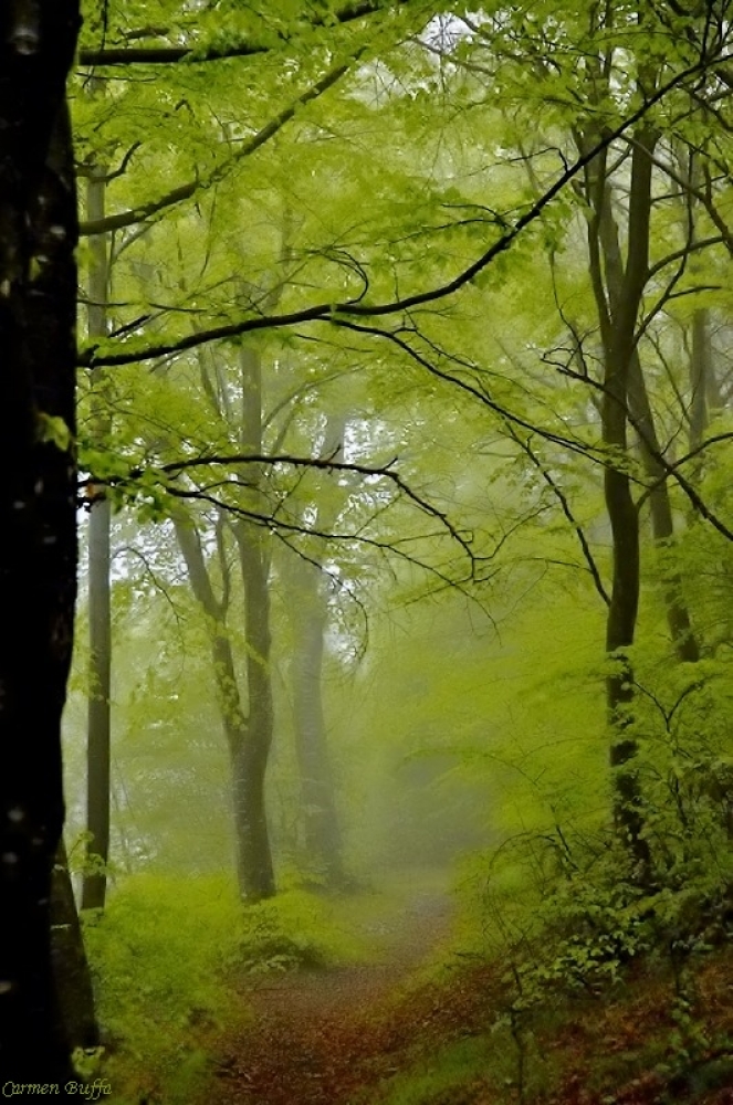 Primavera nel bosco Primavera nel bosco