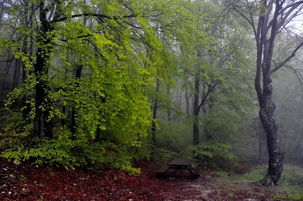 Primavera nel bosco 2 Primavera nel bosco 2