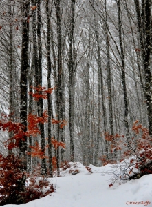 Nevica