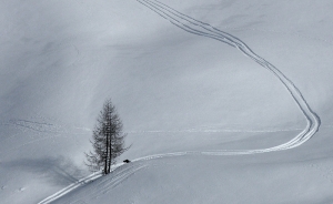 Albero solitario