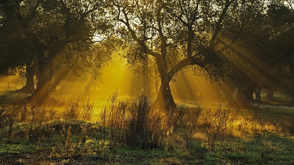 Luce Magica Luce Magica