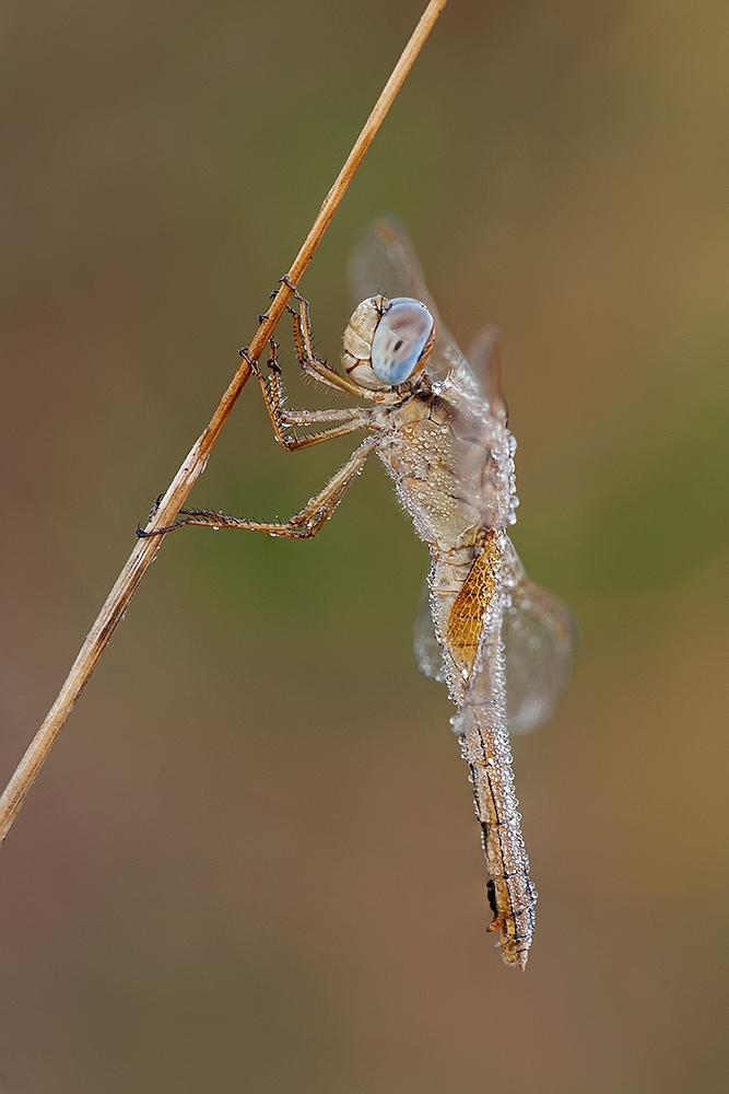 Una libellula tutta perle Una libellula tutta perle