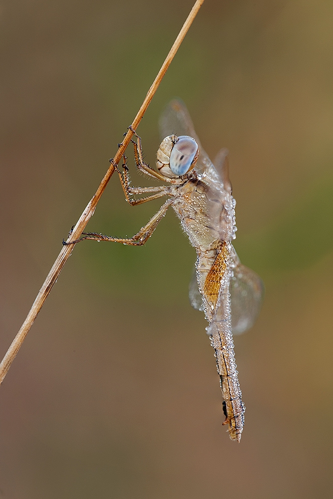 Una libellula tutta perle