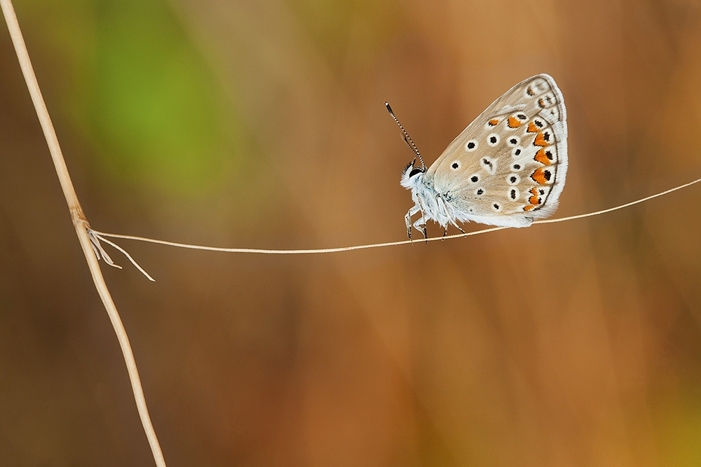 La piccola equilibrista