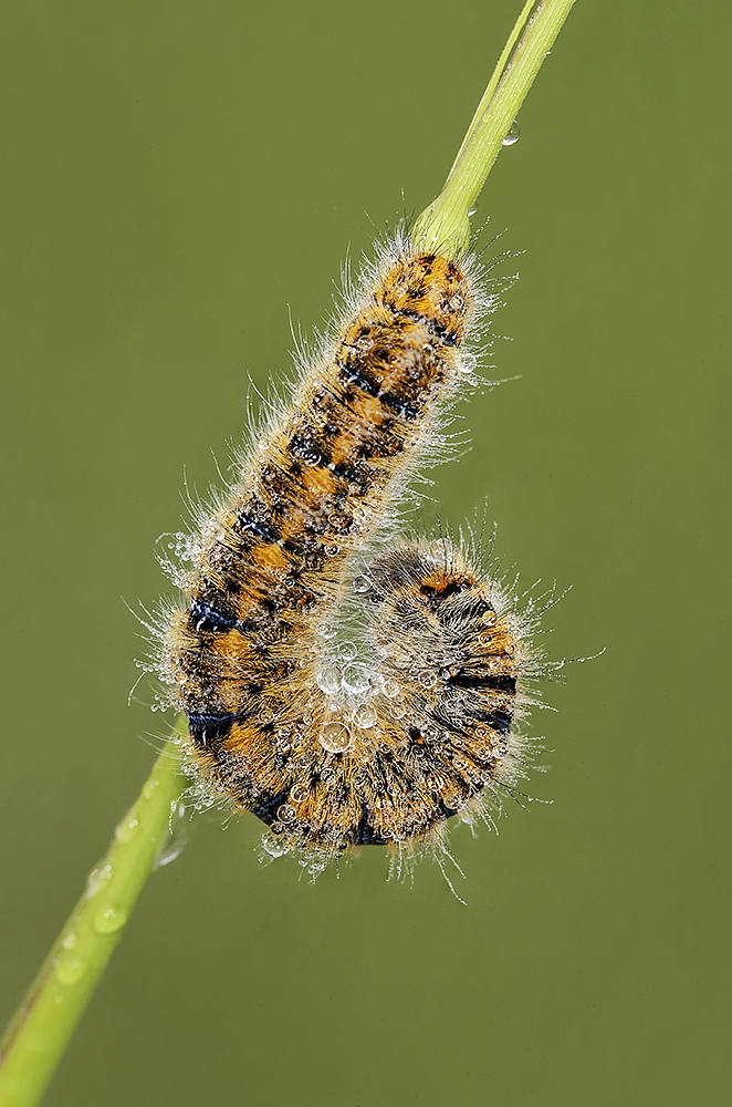 bruchetto tutto perle (macro 2014)