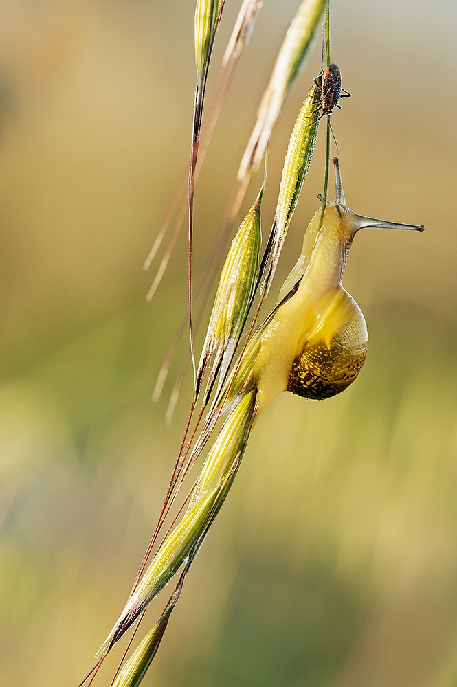 Piccoli Amici (macro 2014)