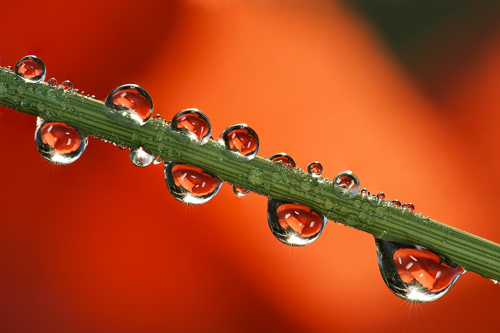 Red Passion