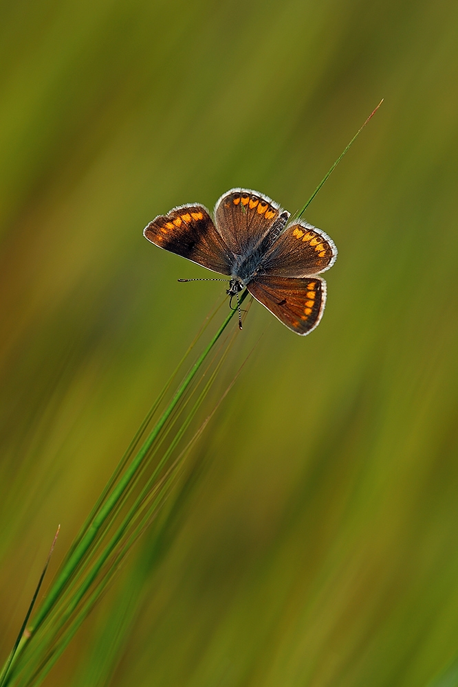 Bentornata Licenide Bentornata Licenide