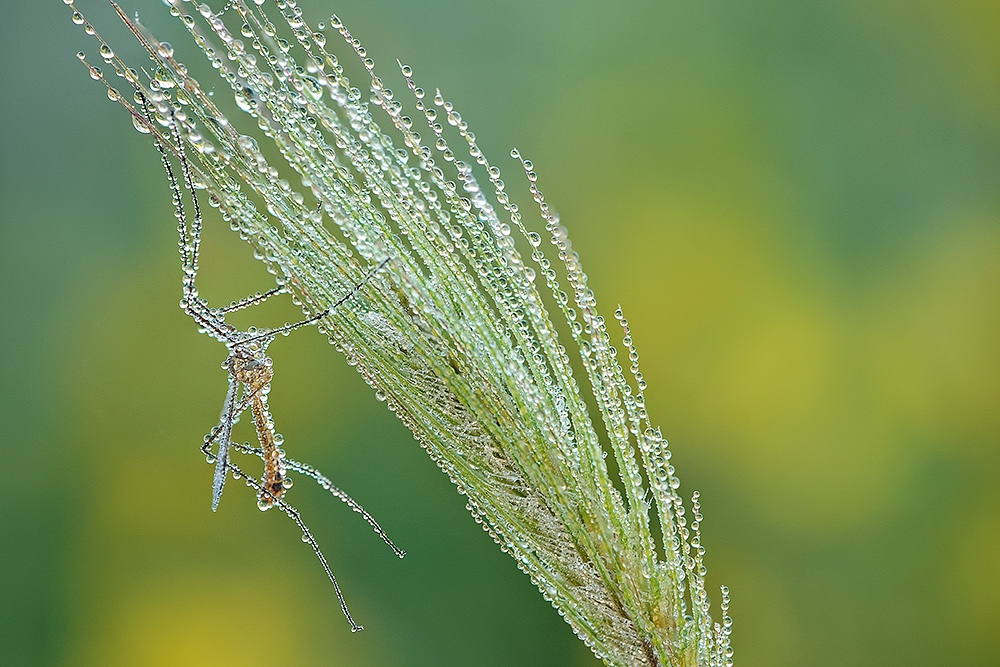 Natura di cristallo 3