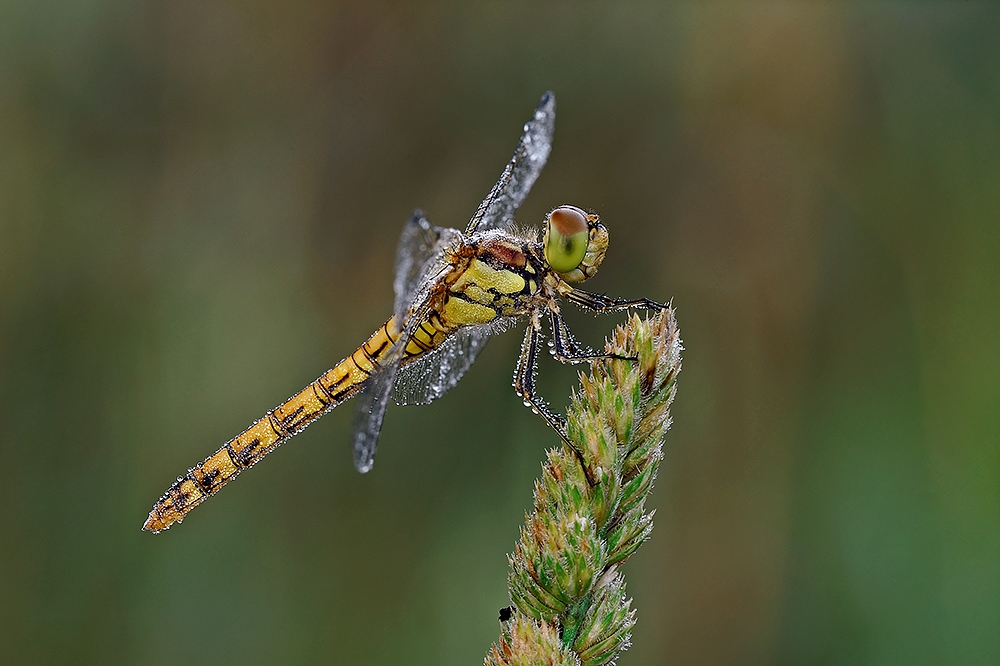 sympetrum fonscolombii