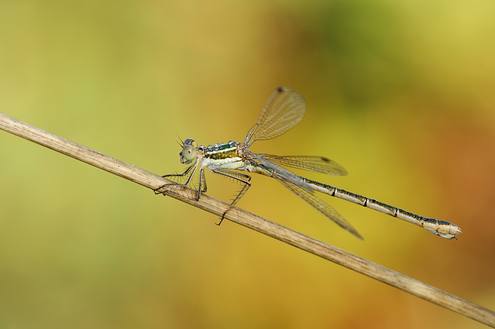 lestes barbarus lestes barbarus