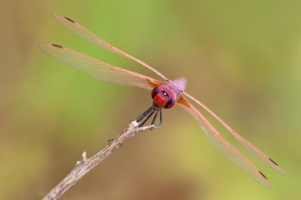 Red DragonFly