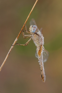 Una libellula tutta perle