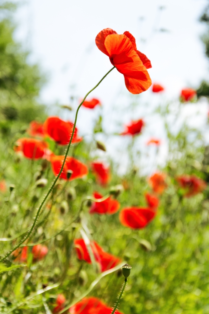 Poppies Poppies