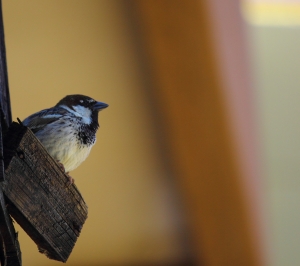 flickr