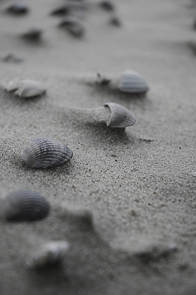 conchigtlie a...Texel Olanda conchigtlie a...Texel Olanda