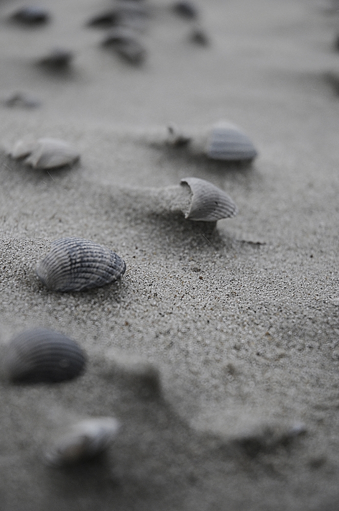 conchigtlie a...Texel Olanda