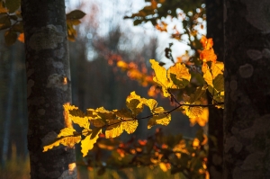 I colori dell'autunno