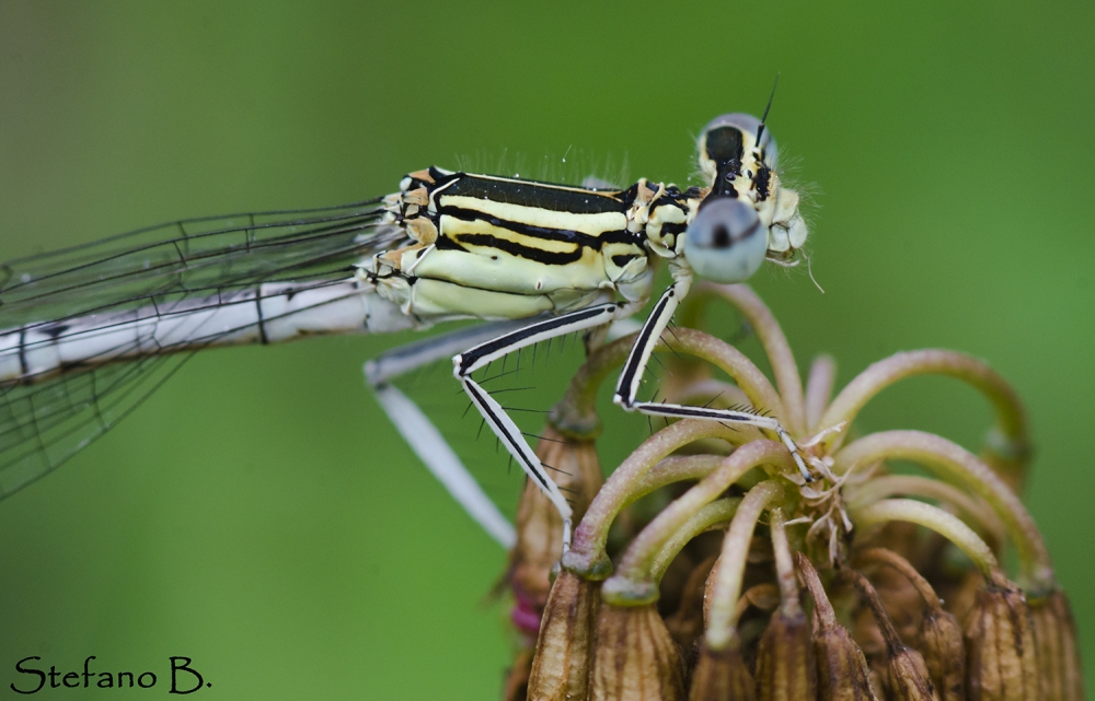 Libellula che mangia