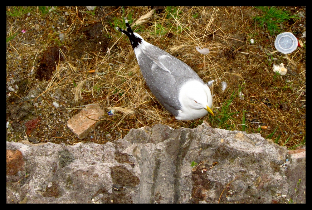 ma dove cavolo faccio il nido??? ma dove cavolo faccio il nido???